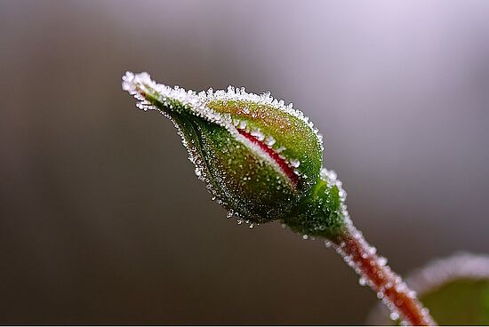 Barbarazweige aus dem Wald