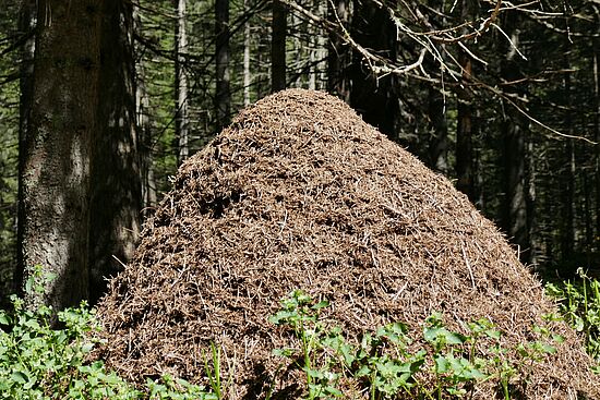 Tag der Natur - Unterwegs mit dem Ameisenexperten