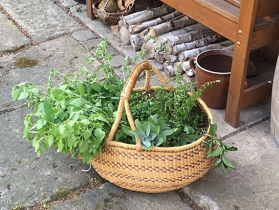 Sammeln und Erläuterung von Heilkräutern